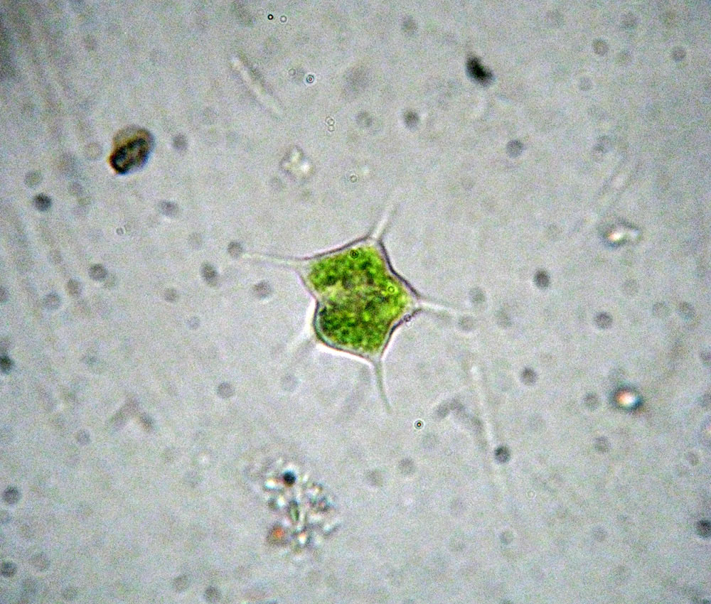 Tetraedron caudatum probabilmente